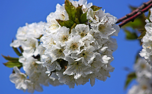 Kirschblüte