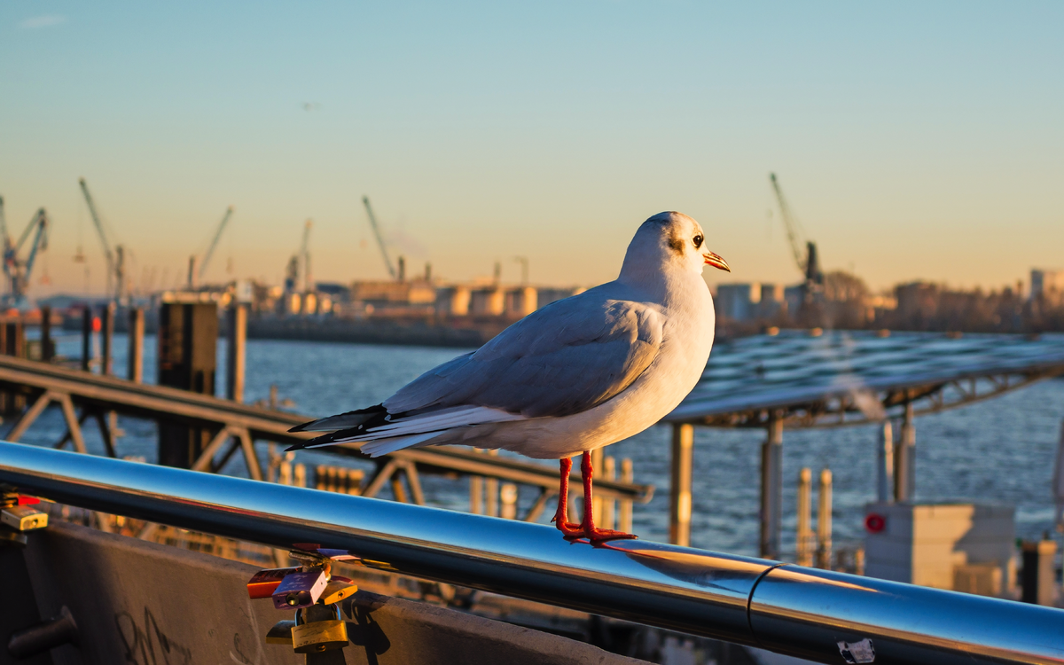 Möwe am Hamburger Hafen
