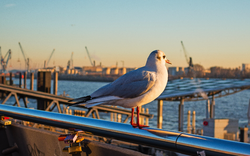 Möwe am Hamburger Hafen