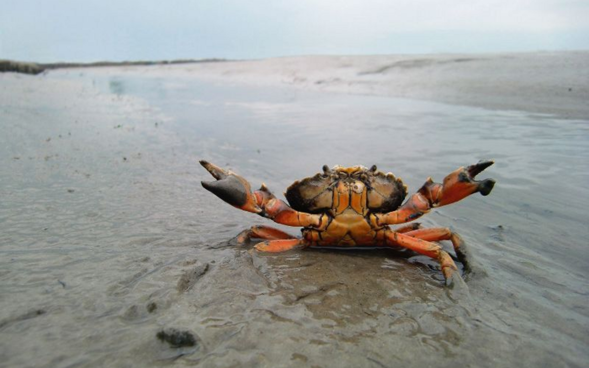 Drohende Strandkrabbe im Watt
