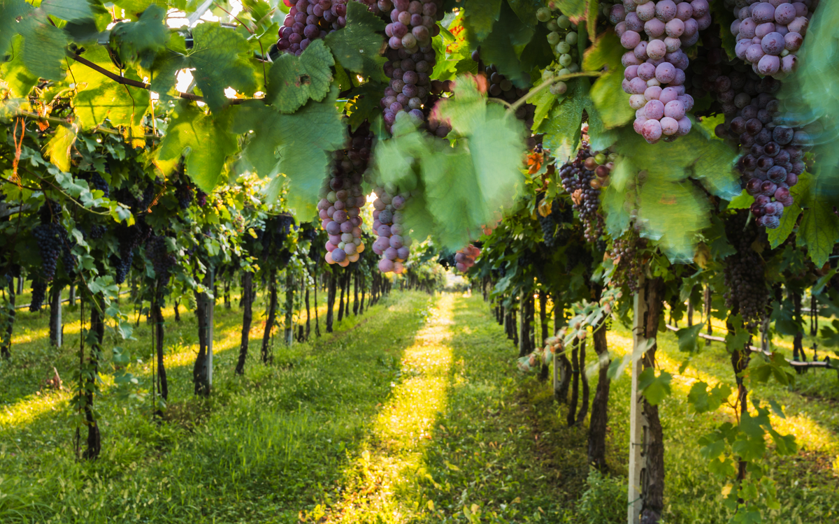Weinregion Bardolino