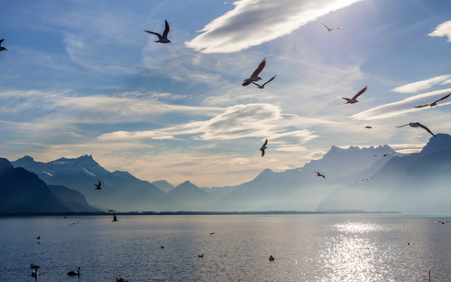 Blick auf die Alpen und den Genfer See