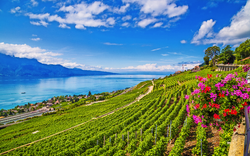 Weinregion Lavaux am Genfersee