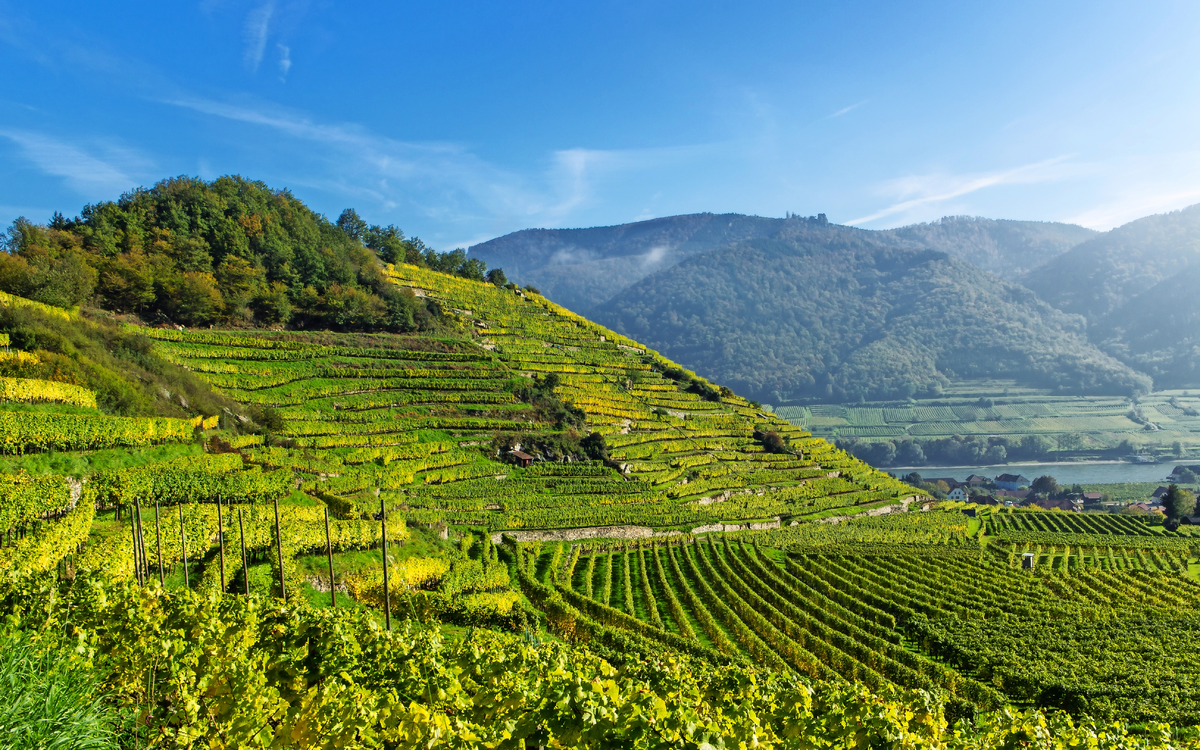 Weinterrassen in Spitz in der Wachau