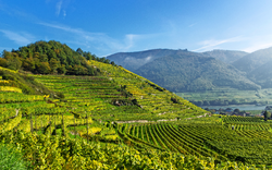 Weinterrassen in Spitz in der Wachau