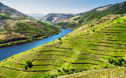 Weinberge im Douro Tal