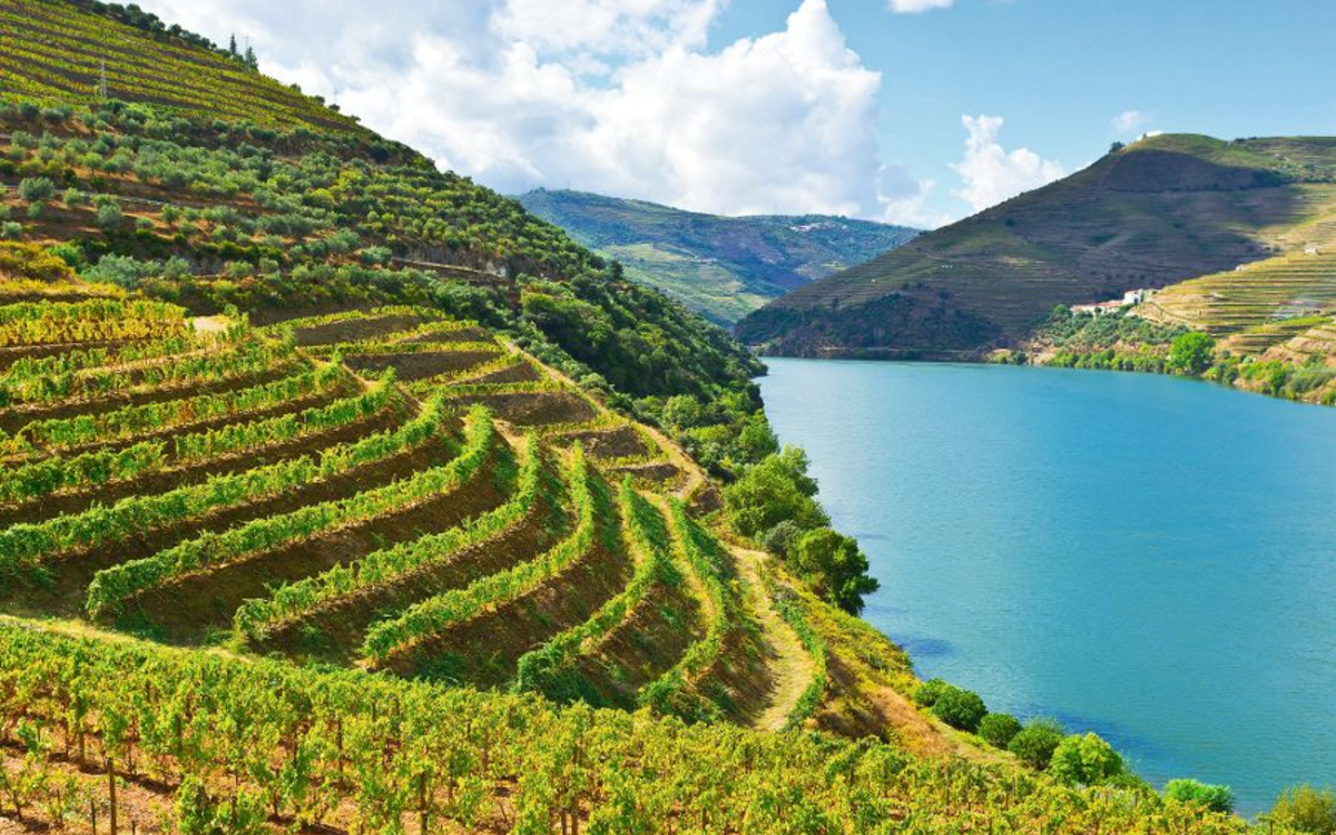 Weinberge am Fluss Duero/Douro